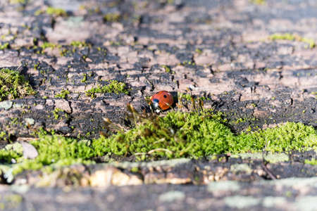 ladybug on rotten stem trunk with mossの写真素材