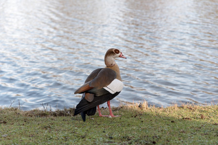 detail of nile goose at pondの写真素材