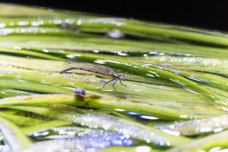 young dragonfly on water plant