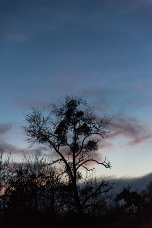 black forest silhouette and clouds dark blue skyの写真素材