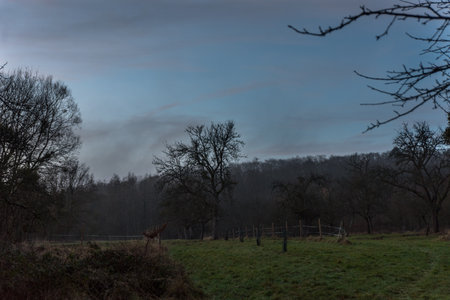 black forest silhouette and clouds dark blue skyの写真素材