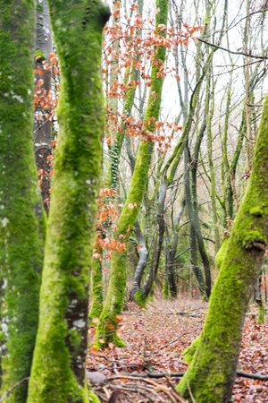 Moss-covered trees in winterの写真素材