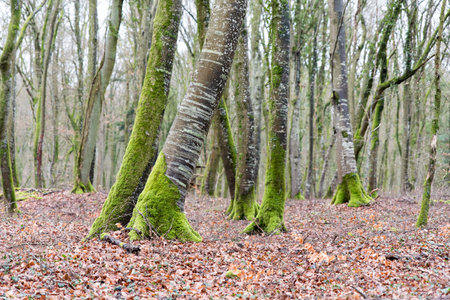 Moss-covered trees in winterの写真素材