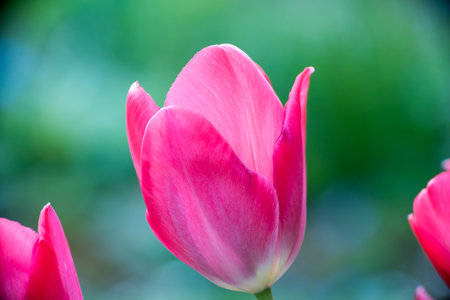 tulips a bulbous spring-flowering plant of the lily family, with boldly colored cup-shaped flowers.の写真素材