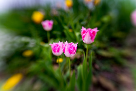 Pink and yellow tulips in the garden. Selective focus.の写真素材