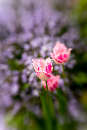 Pink tulips in the garden on a sunny day. Selective focus.の写真素材