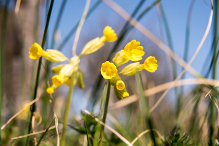 yellow cowslip first bloom in springの写真素材