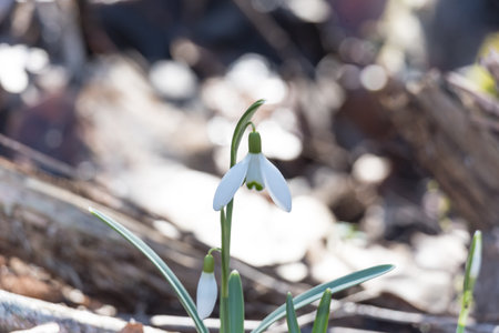 Lonely snowdrop bloom in the forestの写真素材