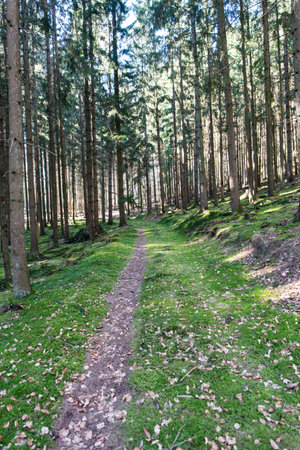Path in a coniferous forest in early spring, Czech Republicの写真素材