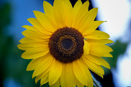 Close up of a sunflower on a background of blue sky.の写真素材