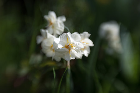 White Daffodil (Narcissus pseudonarcissus)の写真素材
