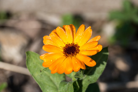 Calendula officinalis, commonly known as marigold. Ruddleの写真素材