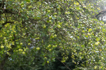 apples on old overloaded treesの写真素材