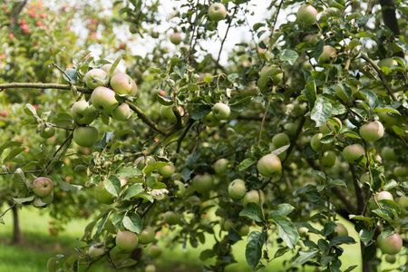 apples on old overloaded treesの写真素材