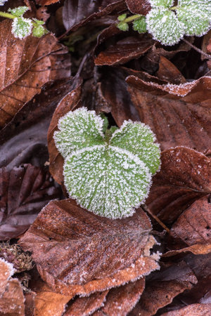 Frost on the leaves of a plant in the winter season.の写真素材