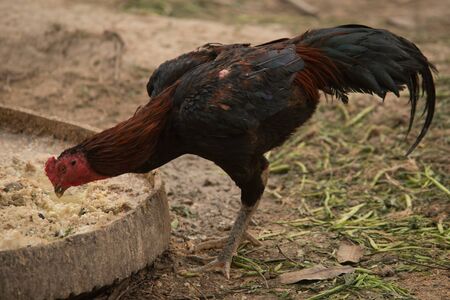 Fighting cock.