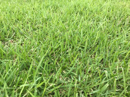 Green grass texture as background. Top view