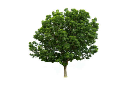 Green trees isolated on a white background.の写真素材