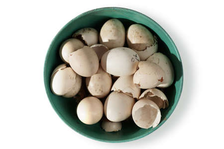 Shelled eggs in the green cup has been hatched from the incubator. isolated on white background with...