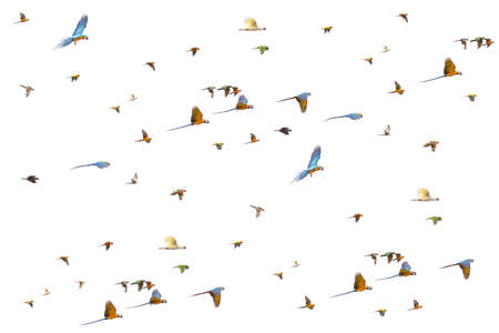 Group of flying birds - Forpus, parakeets, cockatiel, conure, isolated on whiteの写真素材