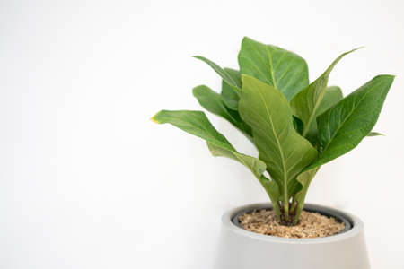 Green leaves plant in a pot on whiteの写真素材