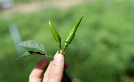 Fresh green chili in hand. One of important ingredient for cooking Thai food and very good for healthy.の写真素材