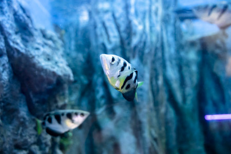 Common Archer Fish in aquarium. Freshwater fishの写真素材