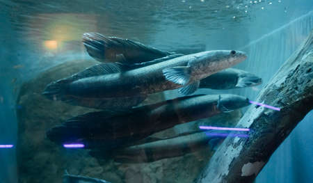 Snakehead fish in aquarium. Freshwater fish