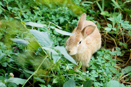Brown rabbit on green grass. Cute sweet lovely furry bunny in summer sunny day
