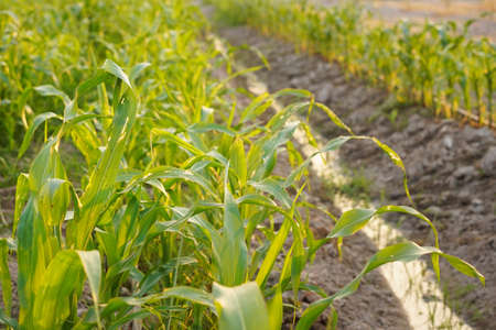 Corn leaves destroyed by worms and worm in farmer's corn garden.