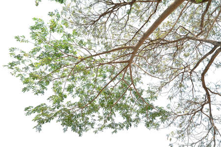 looking up at the branches in the sky, natural branch background