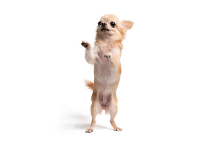 Cute Chihuahua brown dog pet portrait begging on back two legsの写真素材