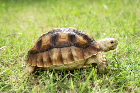 turtle on the green grass, centrochelys sulcata