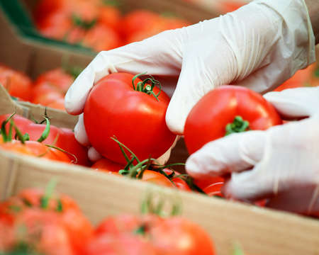 Vegetable seller picking tomatoes in the grocerie storeの写真素材