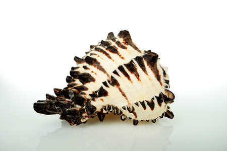 Clam with clipping path on a white background