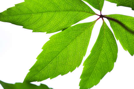 Closeup of a green leafes on a light backgroundの写真素材
