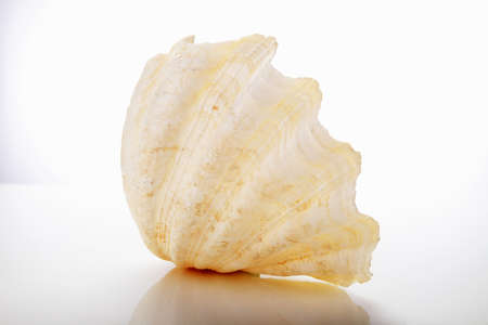 Clam with clipping path on a white backgroundの写真素材