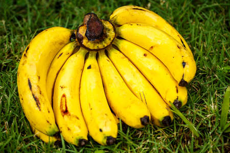 A bunch of bananas on the grassの写真素材