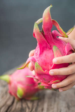 Dragon fruit in handsの写真素材