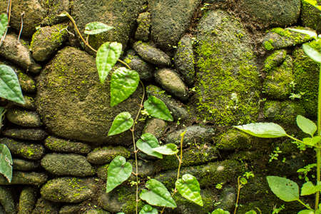 Stone wall with greenery. Textureの写真素材