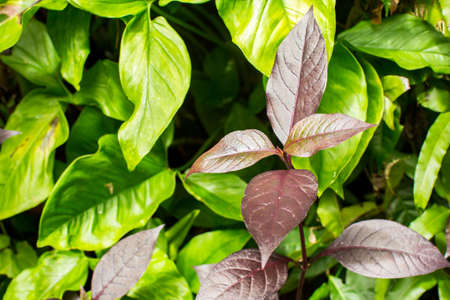 purple and green plant background or texture