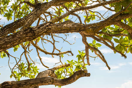 Tree leaves branches with ocean coat view in the background