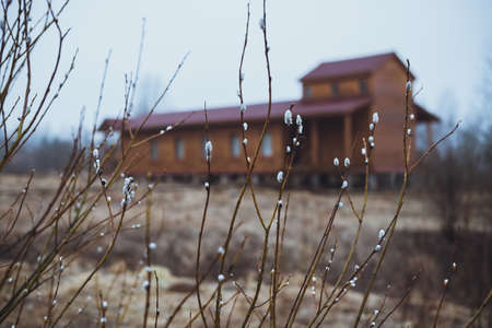 Pussy-willow branches on a background of the houseの写真素材