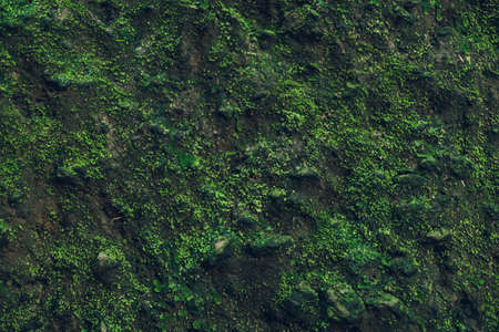 Nature Texture. Stone wall with greeneryの写真素材