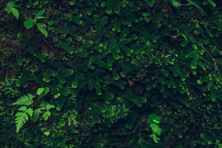 Nature Texture. Stone wall with greeneryの写真素材