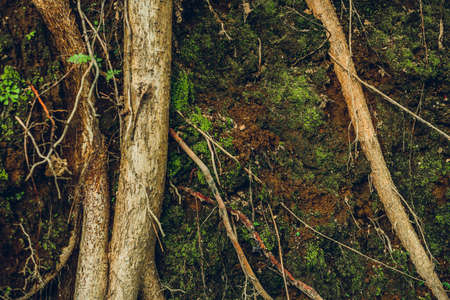 Complex structure of roots of a coniferous treeの写真素材