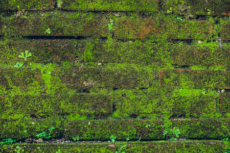 Nature Texture. Stone wall with greeneryの写真素材