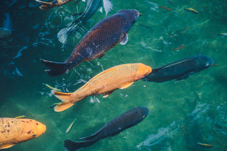Natural background. Lake with colorful fishの写真素材