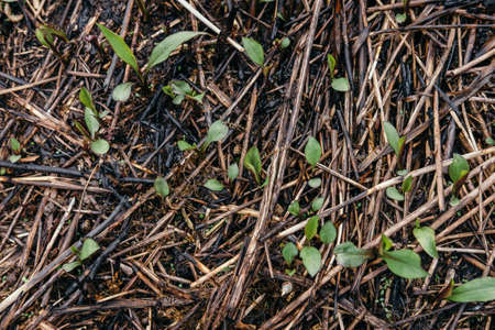 Green Sprouts Growing out From Soil