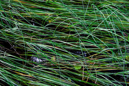 The natural texture of the grass